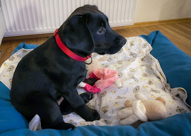 Labrador Welpen benötigen Zeit zur Eingewöhnung