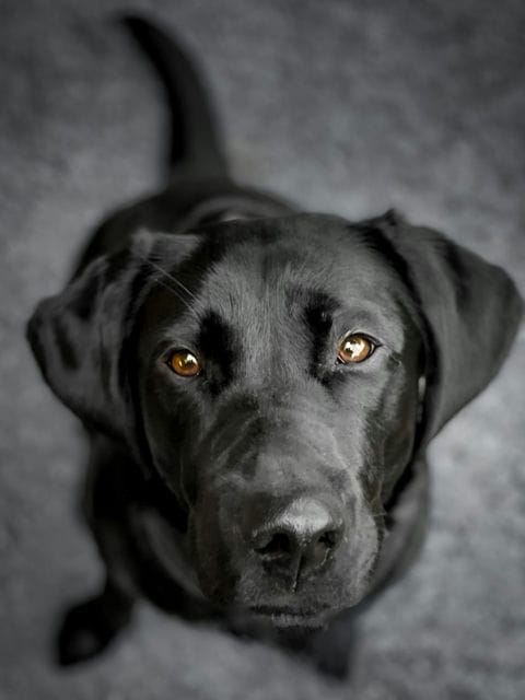 Schwarzer Labrador - 5 Besonderheiten