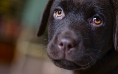 50 schöne Namen für einen Labrador Retriever