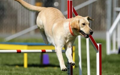 6 Dinge, die man beim Spielen mit einem Labrador Welpen beachten sollte