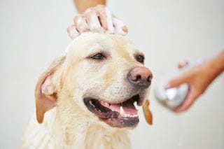 Die richtige Fellpflege beim Labrador