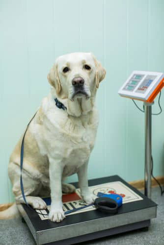 Gewichtskontrolle Labrador