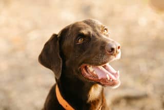 Richtige Zahnpflege beim Labrador
